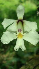 Epidendrum blepharistes