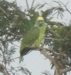 Amazona ochrocephala
