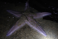 Astropecten armatus