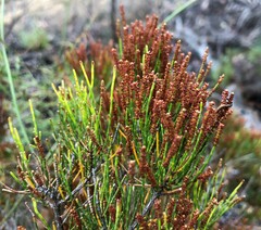 Allocasuarina pusilla
