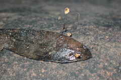 Cryptomarasmius corbariensis