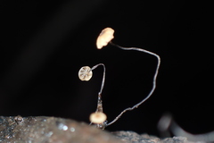 Cryptomarasmius corbariensis