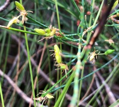 Tricoryne elatior