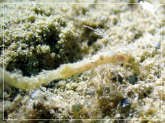 Acentronura breviperula