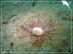 Ceriantheopsis