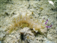 Pteraeolidia semperi