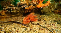 Uniophora granifera