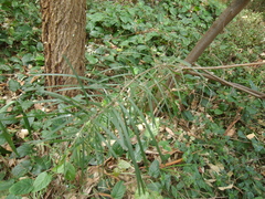 Acacia floribunda