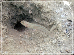 Amblygobius nocturnus