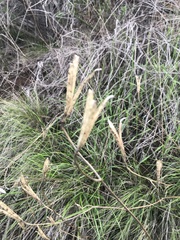 Calochortus catalinae