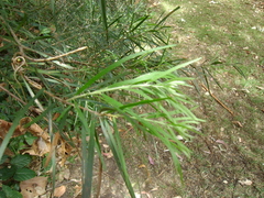 Acacia floribunda