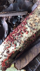 Nectria pseudotrichia