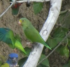 Brotogeris cyanoptera