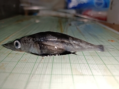 Jonah's Icefish photo 3