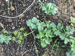 Lomatium lucidum