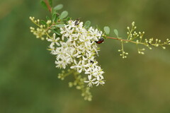 Bursaria spinosa spinosa