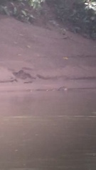 Lontra longicaudis