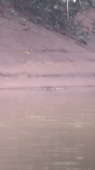 Lontra longicaudis
