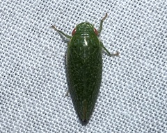 Rugosana querci