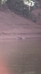 Lontra longicaudis