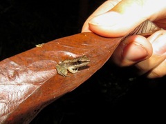 Pulchrana grandocula