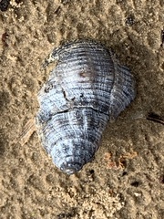 Stramonita canaliculata