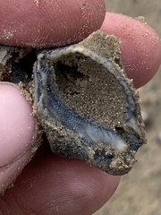 Stramonita canaliculata