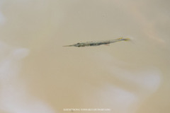 Dermogenys siamensis