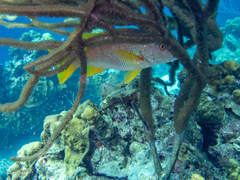 Porites astreoides