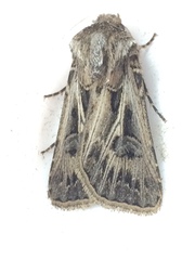 Agrotis gladiaria