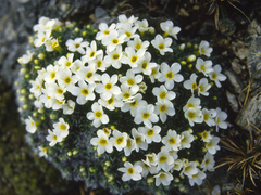 Myosotis pulvinaris