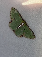 Eucyclodes buprestaria