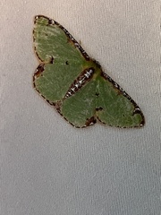 Eucyclodes buprestaria