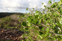 Quercus × acutidens