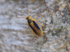 Parachartergus colobopterus