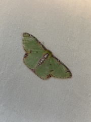 Eucyclodes buprestaria