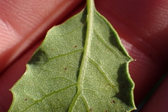 Quercus × acutidens