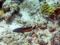 Cephalopholis fulva
