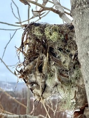 Vireo gilvus