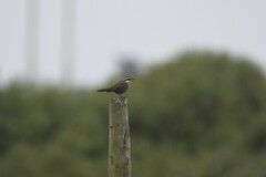 Cinclodes patagonicus