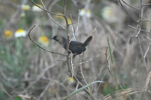 Dusky Tapaculo (Scytalopus fuscus), photo 9