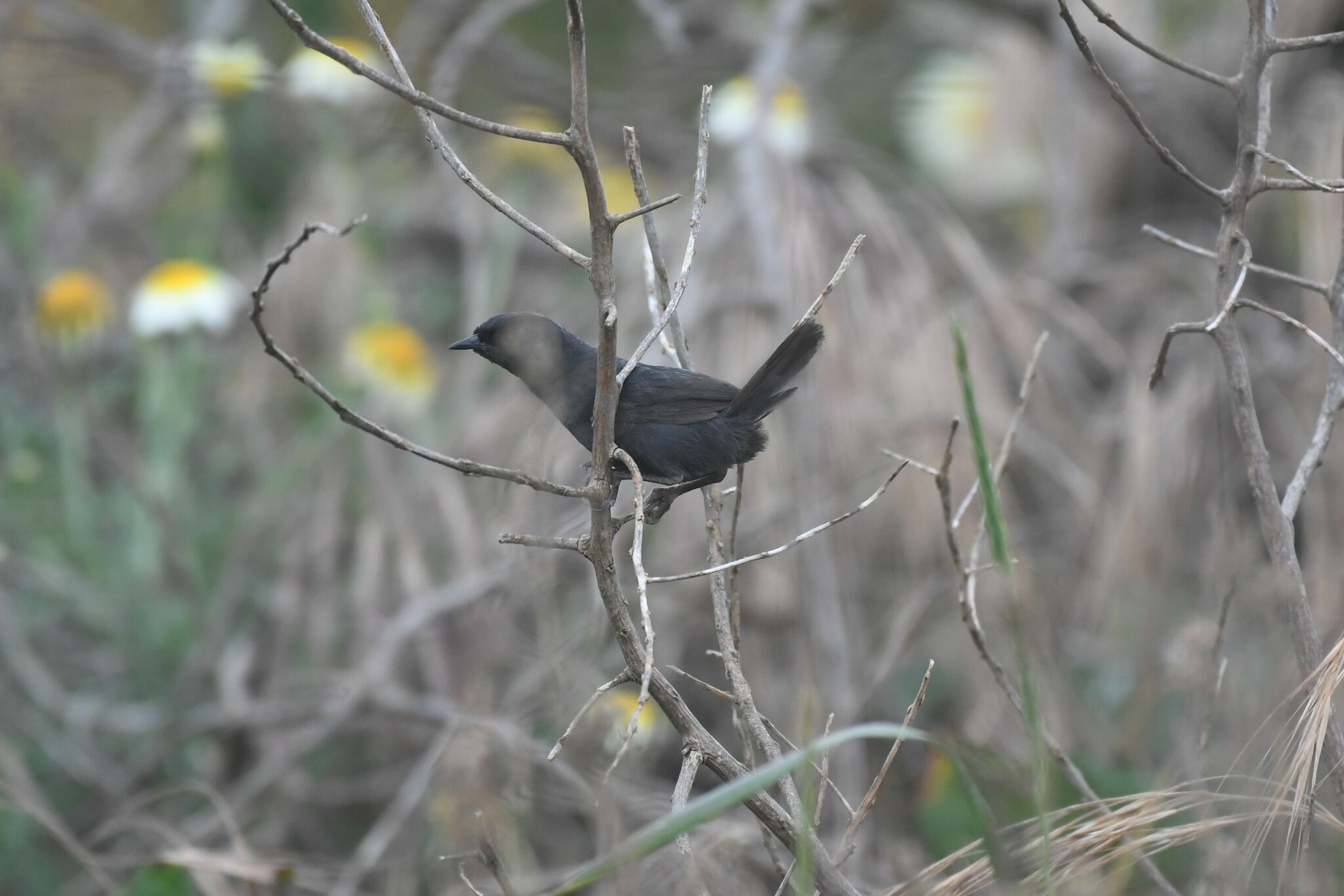 Dusky Tapaculo (Scytalopus fuscus), photo 6