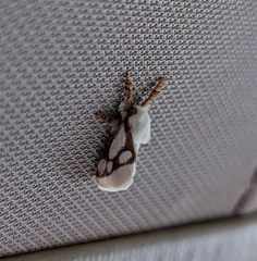 Parapluda invitabilis