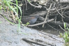 Laterallus jamaicensis