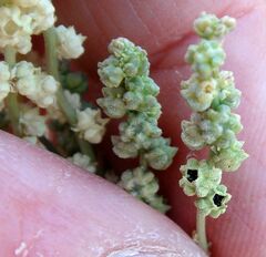 Oligomeris linifolia