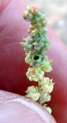 Oligomeris linifolia