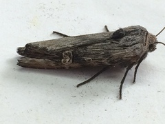 Lithomoia germana