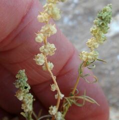 Oligomeris linifolia