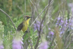 Pseudocolopteryx citreola