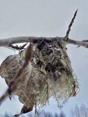 Vireo gilvus